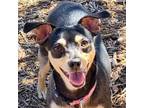 Adopt Daisy a Miniature Pinscher