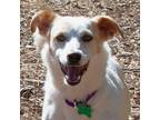 Adopt Flower a Parson Russell Terrier