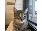 Adopt Rhea a Domestic Short Hair