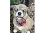Adopt Hera, Skylos Litter DFW a Anatolian Shepherd, Great Pyrenees