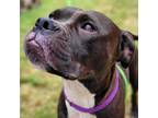 Adopt Bella a Boxer, Mixed Breed