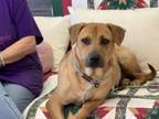 Adopt Cindy a Hound, Mixed Breed