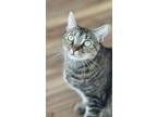 Adopt Lil' Bit (FIV+) a Domestic Short Hair