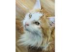 Adopt Mango a Domestic Long Hair, Maine Coon