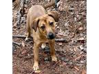 Adopt Lilo a Shepherd, Labrador Retriever