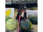 Adopt Shirley Temple a Pit Bull Terrier