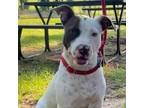 Adopt Roxey Davis a Pit Bull Terrier