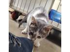Adopt Salt a Domestic Short Hair