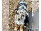 Australian Kelpie-Border Collie Mix PUPPY FOR SALE ADN-812156 - Border Collie