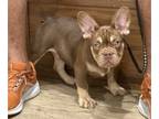 French Bulldog PUPPY FOR SALE ADN-812172 - Ed