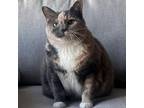 Adopt Abigail a Domestic Short Hair