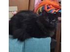 Adopt Pia a Domestic Long Hair