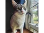 Adopt Bonnie Bell a Domestic Short Hair