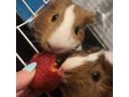 Adopt Fergie a Guinea Pig