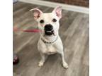 Adopt Pearl a American Staffordshire Terrier