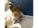 Adopt Nestle a Beagle, Jack Russell Terrier