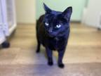 Adopt Clawdia a Domestic Short Hair