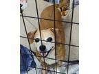 Adopt Apricot a Dachshund