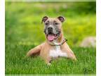 American Pit Bull Terrier Mix DOG FOR ADOPTION RGADN-1319258 - Sugar D5485 - Pit