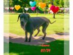 Great Dane DOG FOR ADOPTION RGADN-1319277 - Luna - Great Dane (medium coat) Dog