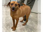 Doxle DOG FOR ADOPTION RGADN-1319278 - Luxco: Not At shelter (Kendra) -