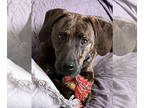 Plott Hound Mix DOG FOR ADOPTION RGADN-1319279 - Riggs - Plott Hound / Mixed