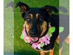 Australian Shepherd Mix DOG FOR ADOPTION RGADN-1319296 - Margarita - Australian