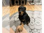 Rottweiler DOG FOR ADOPTION RGADN-1319297 - Bruno - Rottweiler (short coat) Dog