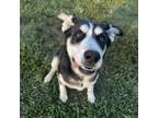 Adopt Harley a Husky, Labrador Retriever