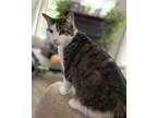 Adopt Paisley a Tabby