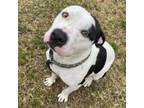 Adopt Corrie a Pit Bull Terrier