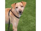 Adopt Debra a Shar-Pei