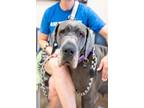 Adopt Carmella a Great Dane