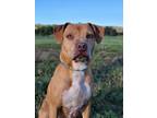 Adopt Rosie a American Staffordshire Terrier, Mixed Breed