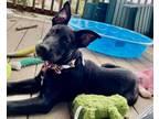 Adopt Trouble a German Shepherd Dog, Catahoula Leopard Dog