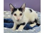Adopt Buggy a Domestic Short Hair