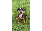 Adopt Push Up a Hound, Mixed Breed
