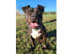Adopt Klaira a Labrador Retriever, American Staffordshire Terrier