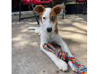 Adopt Catan a German Shepherd Dog, Catahoula Leopard Dog