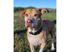 Adopt Royalty a Labrador Retriever, Mixed Breed