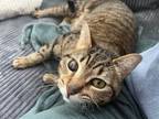Adopt Murse a Domestic Short Hair