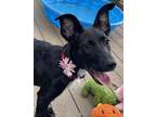 Adopt Qwirkle a German Shepherd Dog, Catahoula Leopard Dog