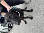 Adopt Lilla a Black Labrador Retriever