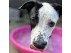 Adopt Cardy a Pit Bull Terrier