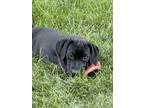 Adopt Barrette a Great Dane