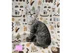 Adopt Kiwi a Domestic Short Hair, Tabby