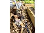 Adopt Shaye (Savannah's Litter) a German Shepherd Dog, Terrier