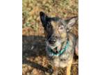 Adopt Maxine a German Shepherd Dog, Mixed Breed
