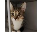 Adopt Fizzy a Domestic Short Hair