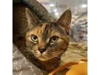 Adopt Chyna a Domestic Short Hair